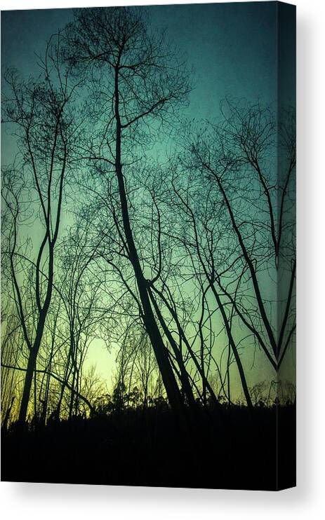 Trees Canvas Print featuring the photograph Burnt Forest Trees by Carlos Caetano