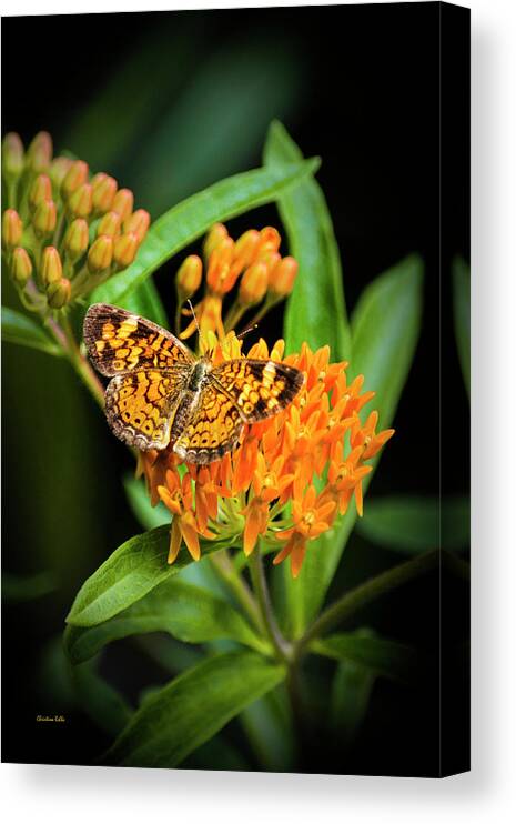 Butterfly On Flower Canvas Print featuring the photograph Butterfly on Flower by Christina Rollo