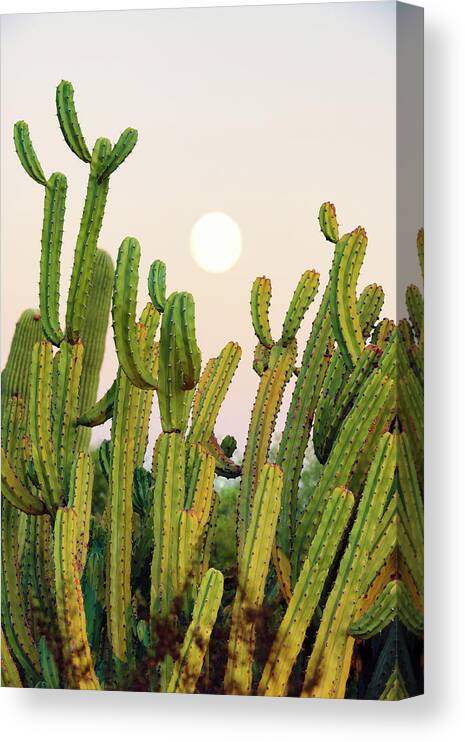 Botanic Canvas Print featuring the photograph Cacti Cactus Collection - Moon Sunset by Philippe HUGONNARD