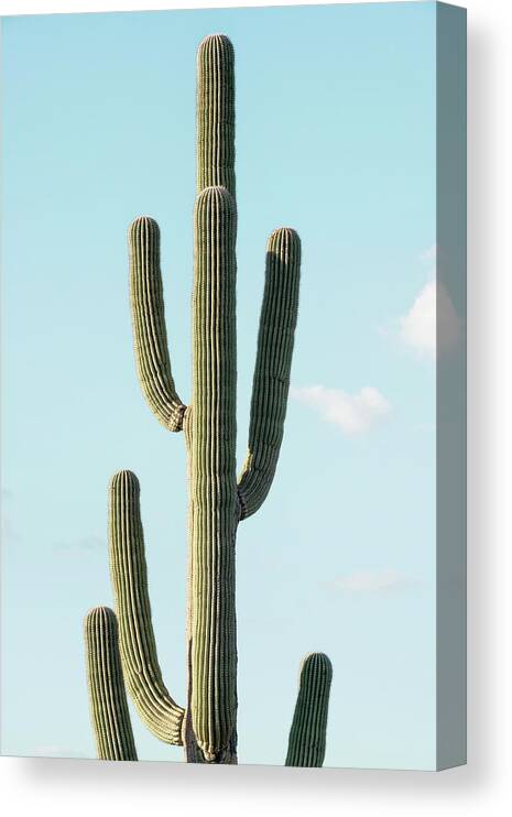 Botanic Canvas Print featuring the photograph Cacti Cactus Collection - The Cactus by Philippe HUGONNARD