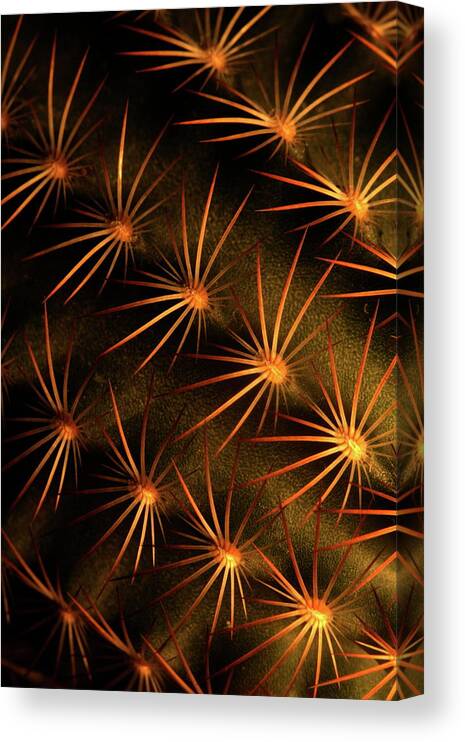  Canvas Print featuring the photograph Cactus 9519 by Julie Powell