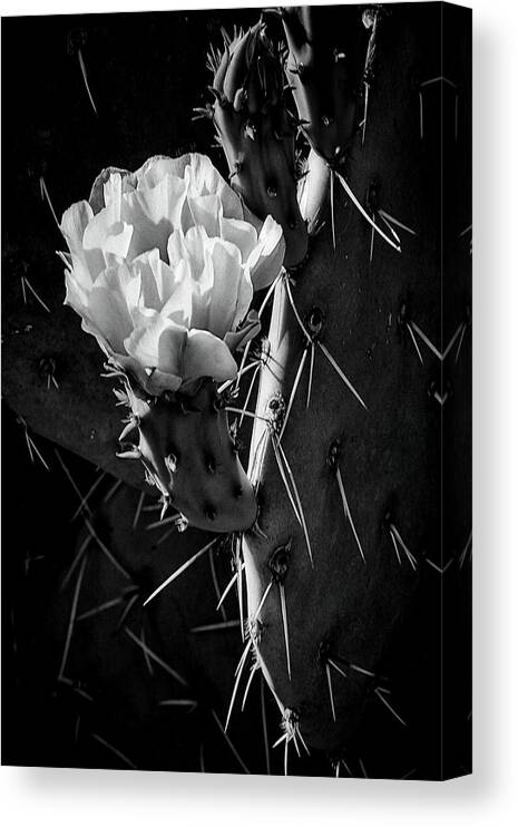 Black Cactus Canvas Print featuring the photograph Cactus Bloom BW by Steve Kelley