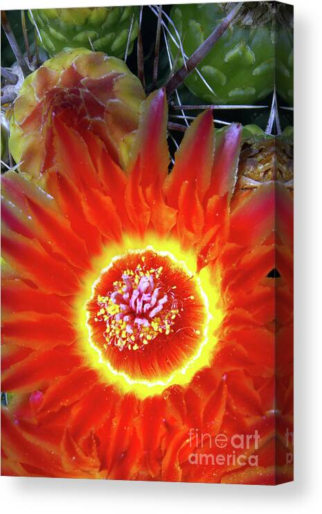 Flower Canvas Print featuring the photograph Cactus Flower Fire by Douglas Taylor