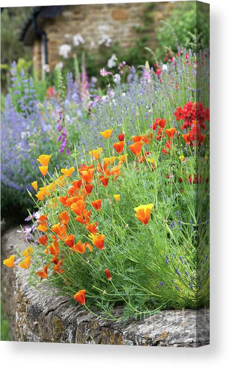 Eschscholzia Californica Canvas Print featuring the photograph California Poppy Flowers in an English Cottage Garden by Tim Gainey