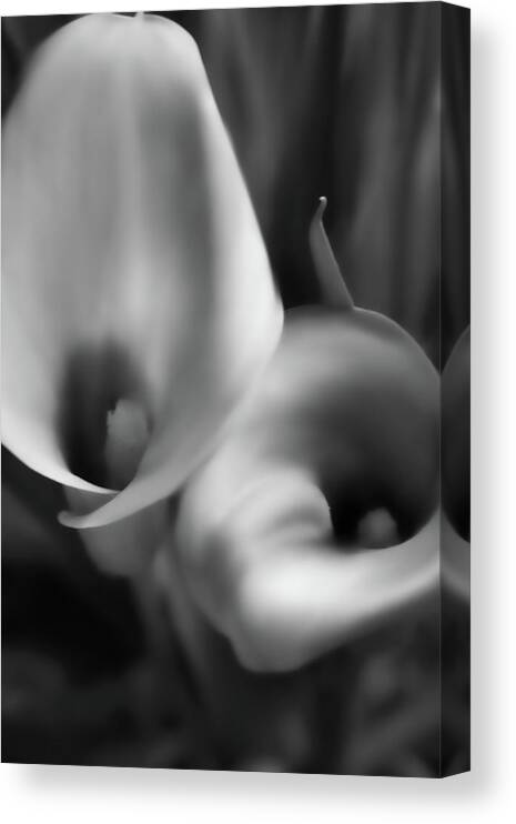 Calla Lilies Canvas Print featuring the photograph Calla Lilies in Black and White by Sally Bauer