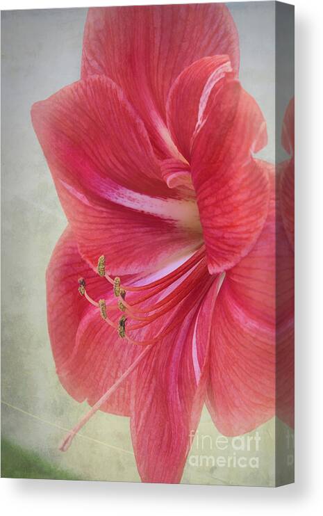 Candy Cane Canvas Print featuring the photograph Candy Cane Flower by Amy Dundon