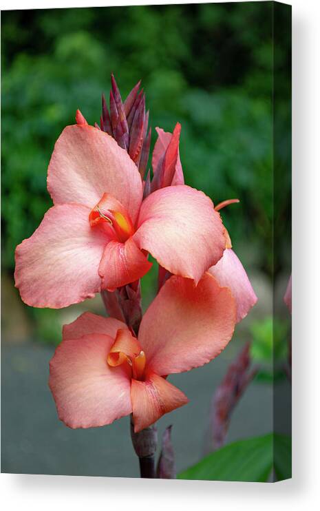 Canna Lily Canvas Print featuring the photograph Canna Lily Flowers by Lisa Blake