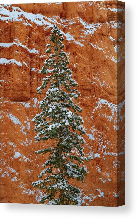Bryce Canvas Print featuring the photograph Canyon Tree by Brian Knott Photography
