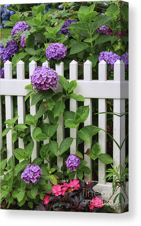 Hydrangeas Canvas Print featuring the photograph Cape Cod Garden by Jayne Carney