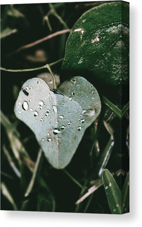 Cocculus Carolinus Canvas Print featuring the photograph Carolina Coralbead Heart Leaf by W Craig Photography