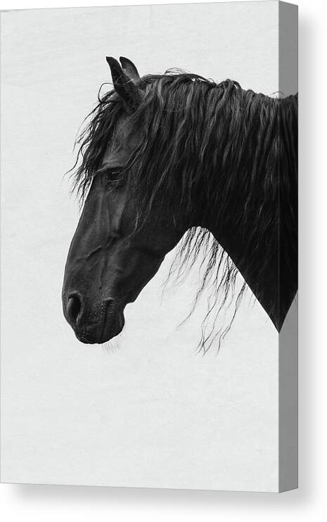 Horse Canvas Print featuring the photograph Castiel - Horse Art by Lisa Saint