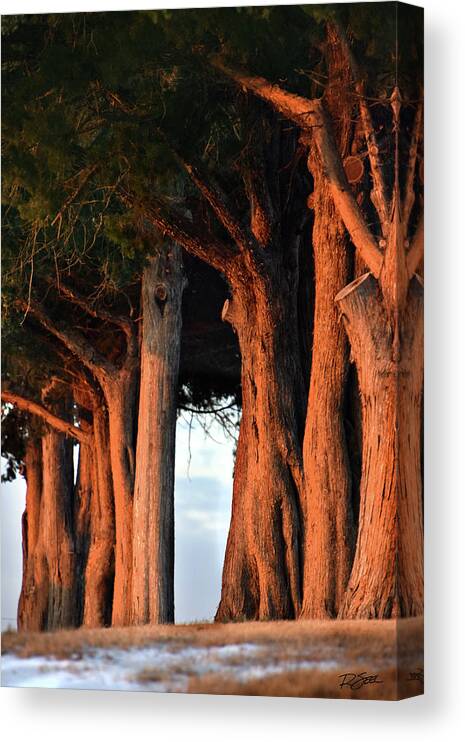 Trees Canvas Print featuring the photograph Cemetery Sentinels by Rod Seel