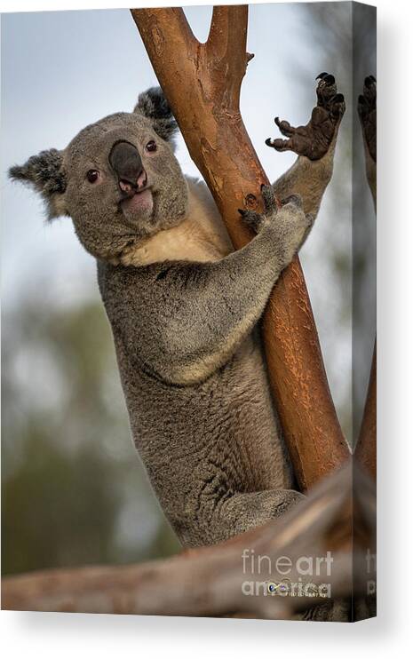 San Diego Zoo Canvas Print featuring the photograph Check My Mighty Claw by David Levin