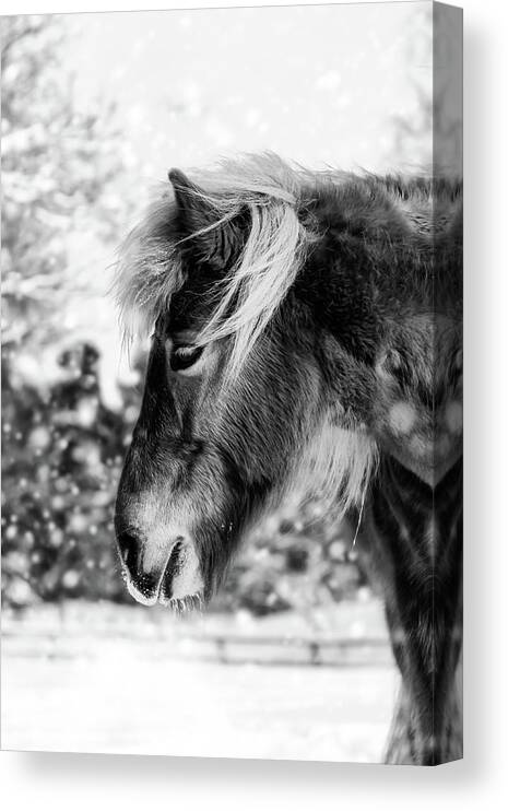 Horse Canvas Print featuring the photograph Chestnut Horse in The Snow - Black and White by Nicklas Gustafsson