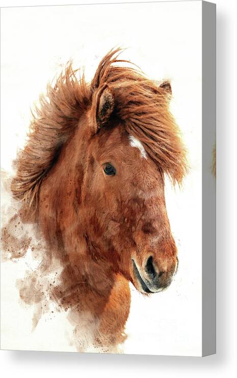 Icelandic Canvas Print featuring the photograph Chestnut Icelandic horse, islenski hesturinn, digital watercolour. Close up of face and mane. by Jane Rix