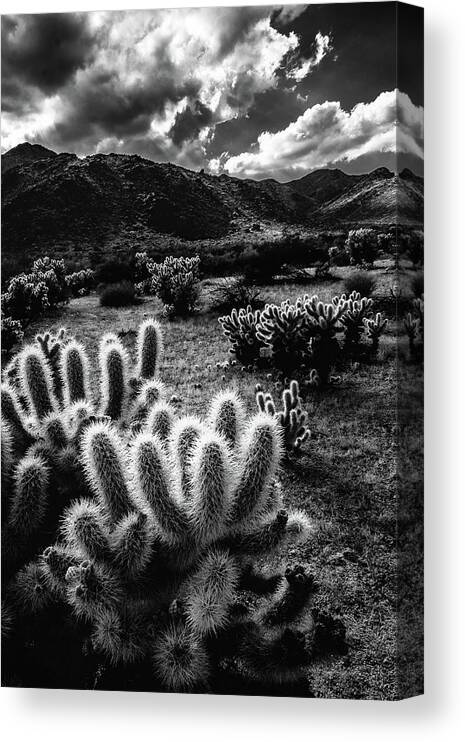 Black And White Canvas Print featuring the photograph Cholla Lights by Laura Roberts
