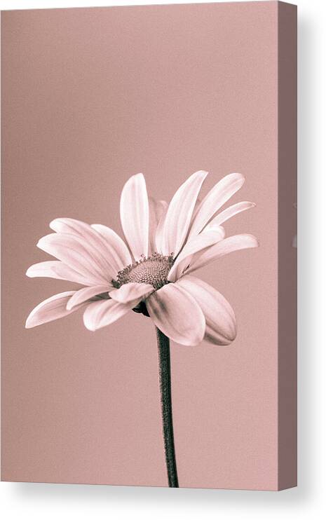 Flower Canvas Print featuring the photograph Chrysanthemum Monochrome by Tanya C Smith
