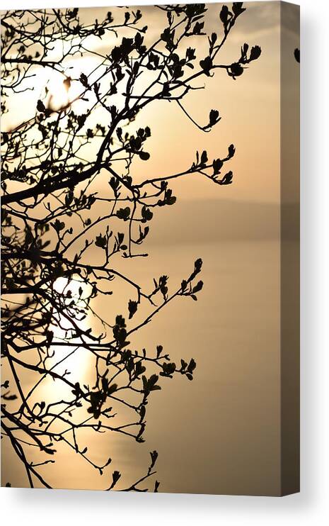 Outdoors Canvas Print featuring the photograph Close-Up Of Silhouetted Branches Against Sunset by Elena Pejchinova