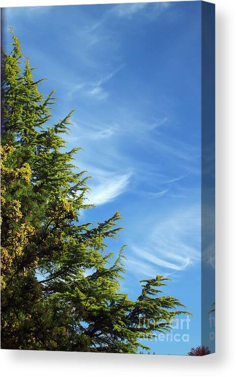 Clouds Canvas Print featuring the photograph Clouds Imitating Trees by Kimberly Furey