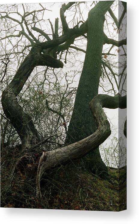 Fog Tree Forest Canvas Print featuring the photograph Cnrt0414 by Henry Butz