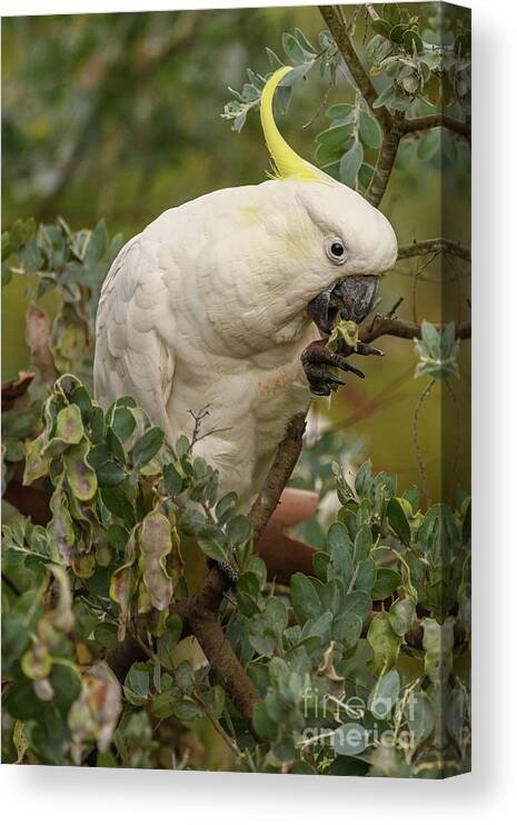 Wildlife Canvas Print featuring the photograph Cockatoo 10 by Werner Padarin