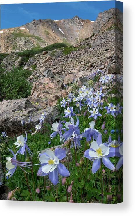 Colorado Canvas Print featuring the photograph Colorado Columbine in the Alpine by Cascade Colors