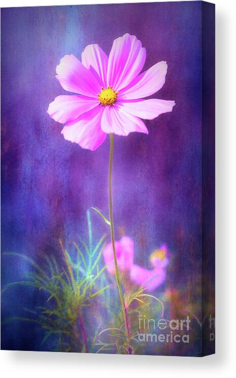 Cosmos Canvas Print featuring the photograph Colorful Cosmos by Anita Pollak
