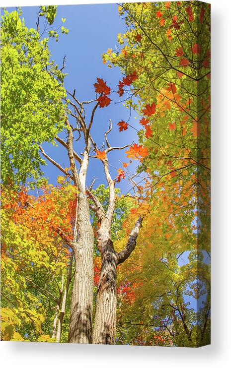 Autumn Canvas Print featuring the photograph Colorful Fall in Upstate NY by Auden Johnson