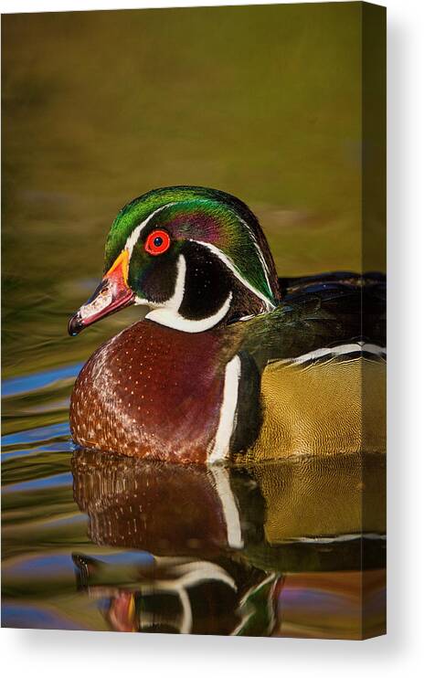 Aix Sponsa Canvas Print featuring the photograph Colorful Wood Duck Portrait by Mark Graf