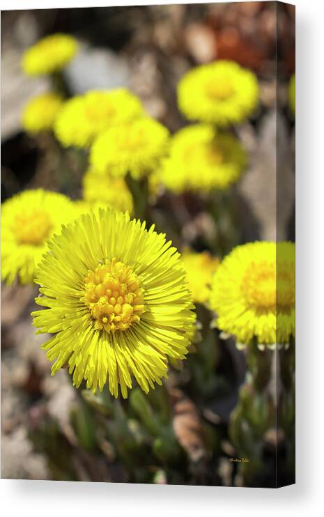 Yellow Flower Canvas Print featuring the photograph Coltsfoot Flowers by Christina Rollo