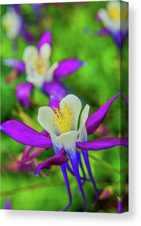 Columbine Canvas Print featuring the photograph Columbine at Mill Mountain by James C Richardson