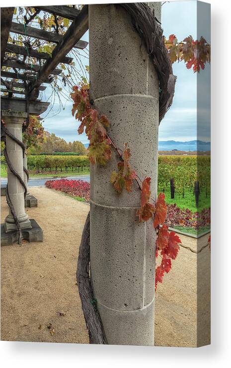 Autumn Canvas Print featuring the photograph Columns With Grapevine by Jonathan Nguyen