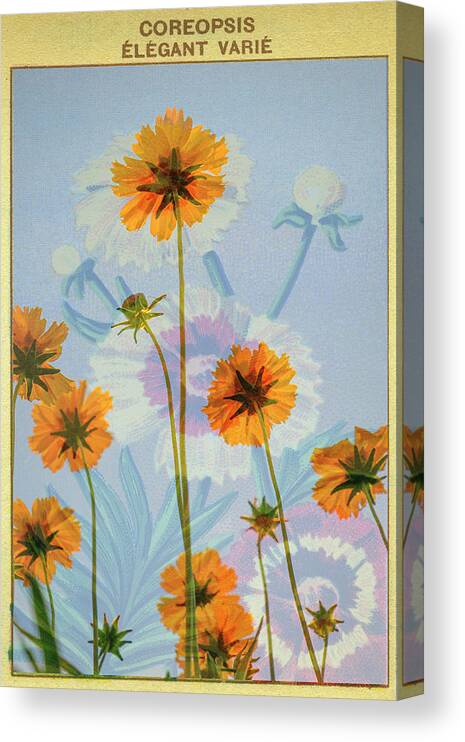Flora Canvas Print featuring the photograph Coreopsis French Seed Packet by Mary Lee Dereske