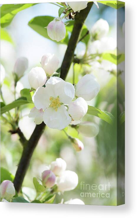 Malus X Robusta Red Siberian Canvas Print featuring the photograph Crab Apple Tree Blossom by Tim Gainey