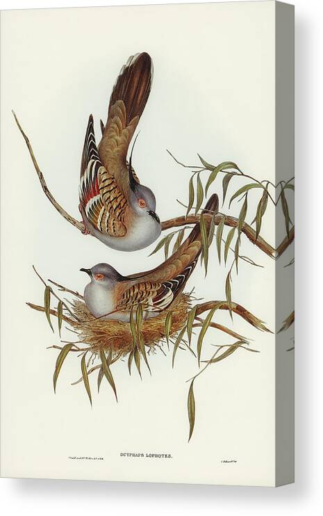 Crested Pigeon Canvas Print featuring the drawing Crested Pigeon, Ocyphaps Lophotes by John Gould