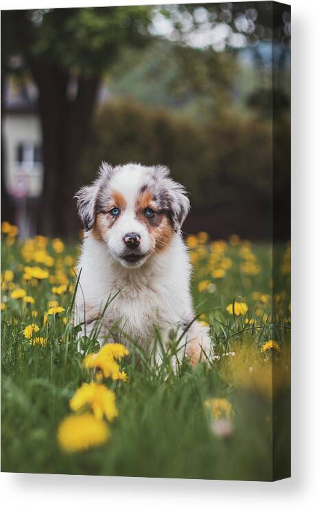 Blue Merle Canvas Print featuring the photograph Cutest puppy of the Canis lupus breed by Vaclav Sonnek