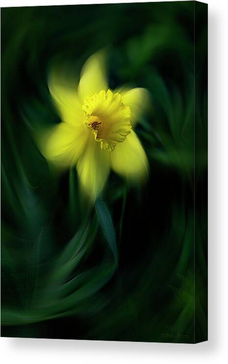 Daffodil Canvas Print featuring the photograph Daffodil by Marty Saccone
