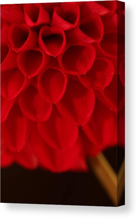 Flower Canvas Print featuring the photograph Dahlia 4384 by Julie Powell
