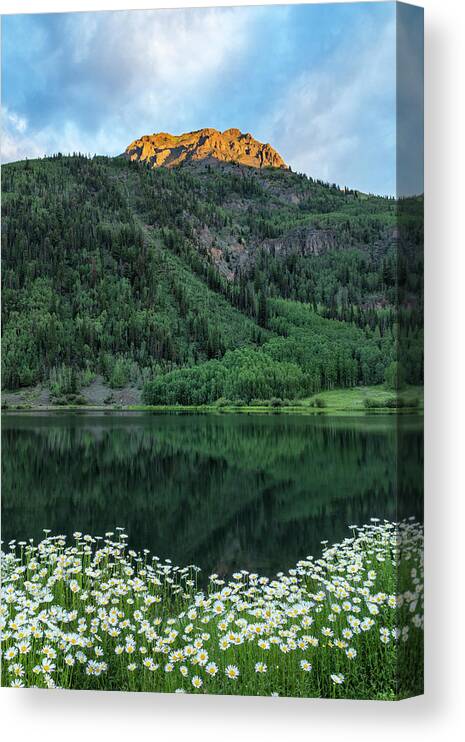 Mountain Canvas Print featuring the photograph Daisies Delight by Denise Bush