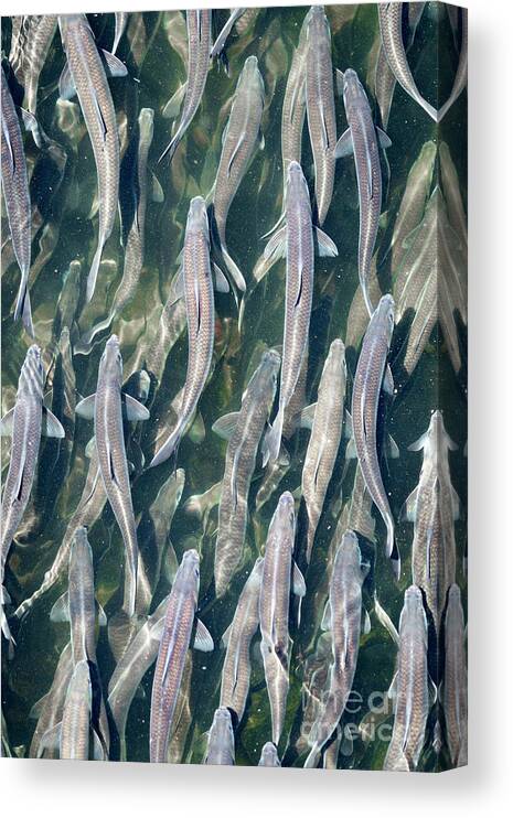 2022 Canvas Print featuring the photograph Damriscotta Mills Alewives by Craig Shaknis