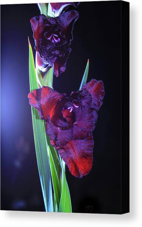 Gladiolus Canvas Print featuring the photograph Dark crimson gladiolus flower by Maria Dimitrova