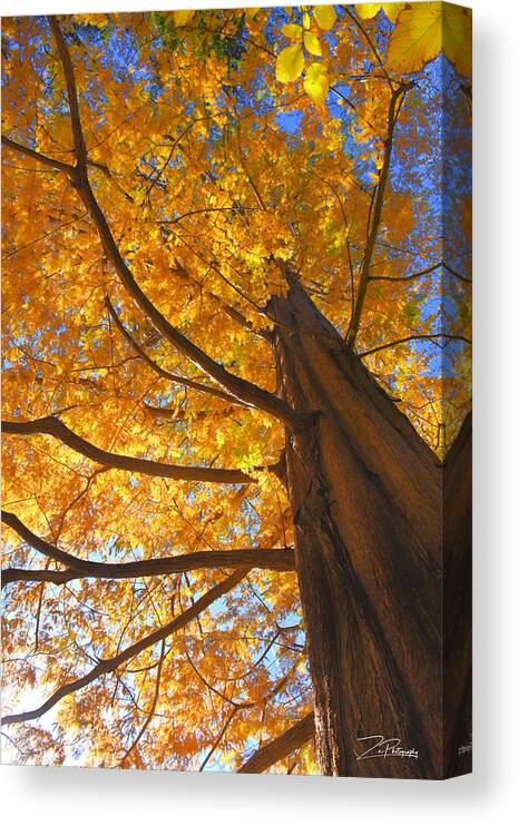 Dawn Redwood Canvas Print featuring the photograph Dawn Redwood in Fall by Ingrid Zagers