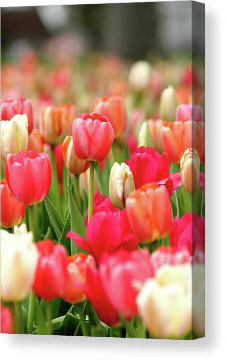 Nature Canvas Print featuring the photograph Delicate by Lens Art Photography By Larry Trager