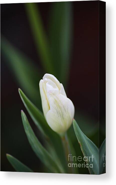 Tulip Canvas Print featuring the photograph Delicate White Tulip Bud by Joy Watson
