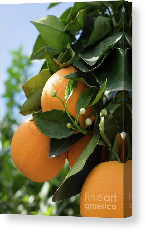 Orange Blossom Canvas Print featuring the photograph Delicious oranges and white buds, orange blossom in Spain by Adriana Mueller