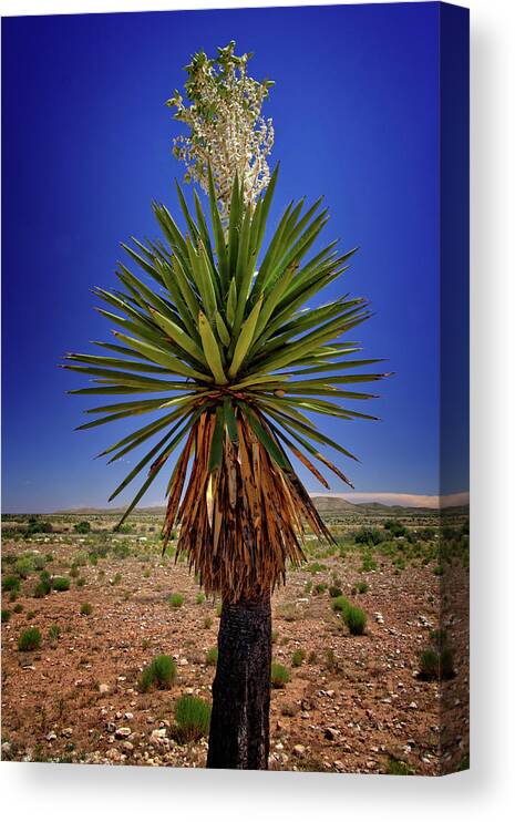 Flora Canvas Print featuring the photograph Desert Bloom by George Taylor