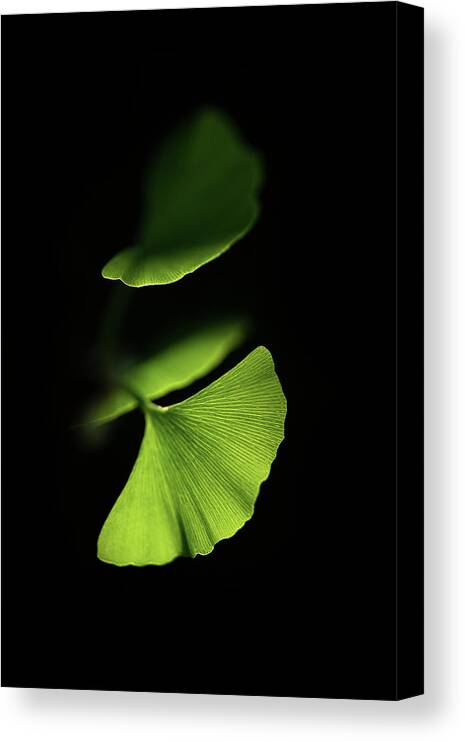 Leaves Canvas Print featuring the photograph Discretion by Philippe Sainte-Laudy
