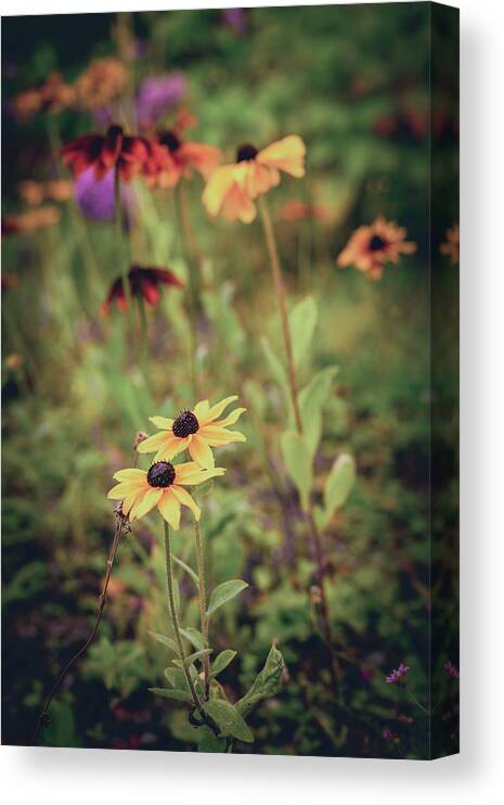 Flowers Canvas Print featuring the photograph Drawing in by Gavin Lewis