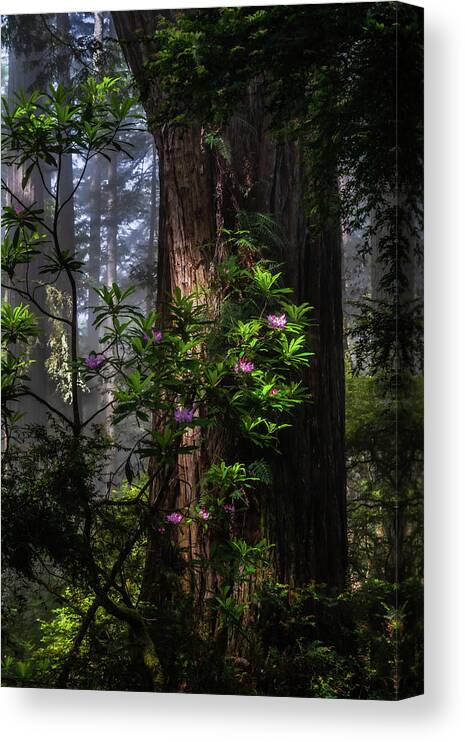 Landscape Canvas Print featuring the photograph Dreamy Redwoods by Chuck Jason