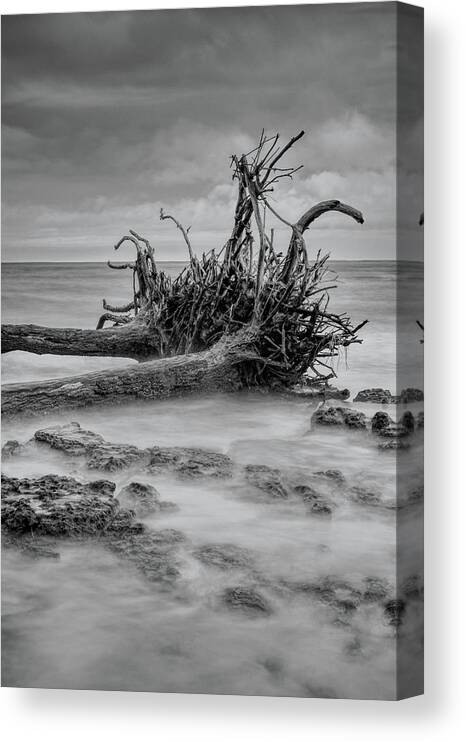 Black Canvas Print featuring the photograph Driftwood Beach in Black and White by Carolyn Hutchins
